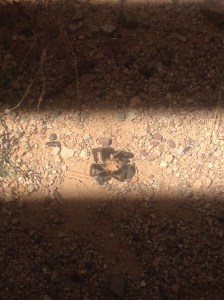 A serious looking spider that Bob spotted outside of the visitor center at the park
